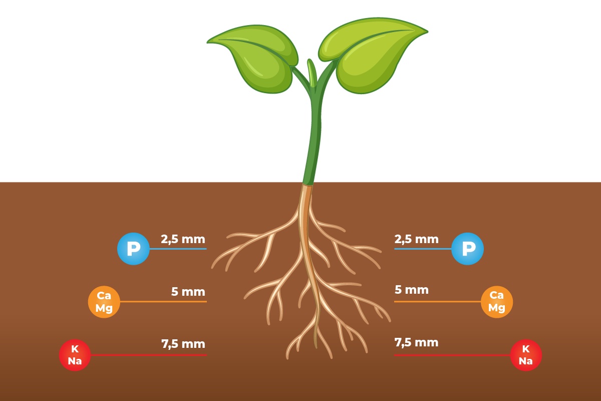 pianta-radici-concimazione-npk-fertilizzanti-redazionale-settembre-2023-fonte-rovensa-next.jpg